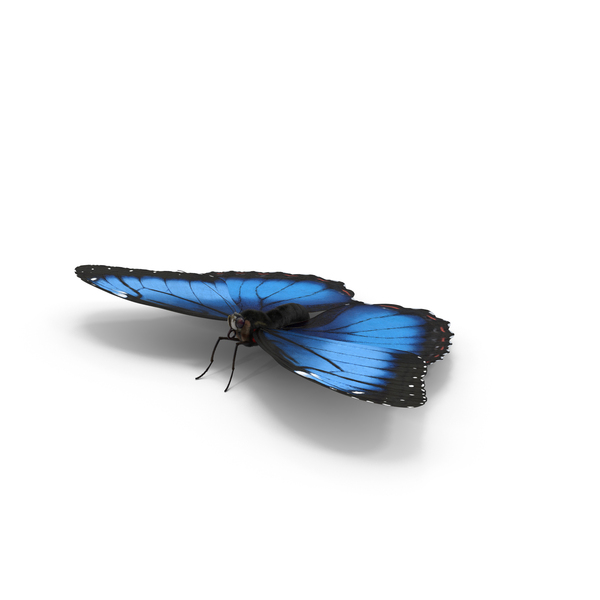 Yamaha Morpho  Foto Bugil Bokep 2017